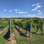 Vinograd