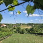 Vinogradi