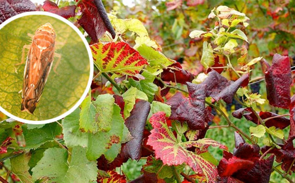 zlatna_zutica_vinove_loze