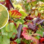 OBAVIJEST VINOGRADARIMA