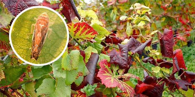 zlatna_zutica_vinove_loze